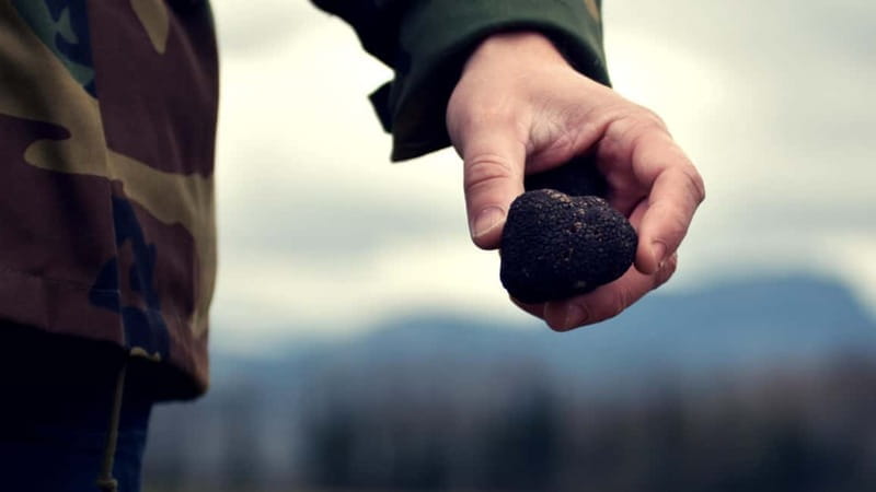 San Miniato: Truffle Hunting Experience - Entering the Secret Forest: A 1.5-Hour Hunting Session