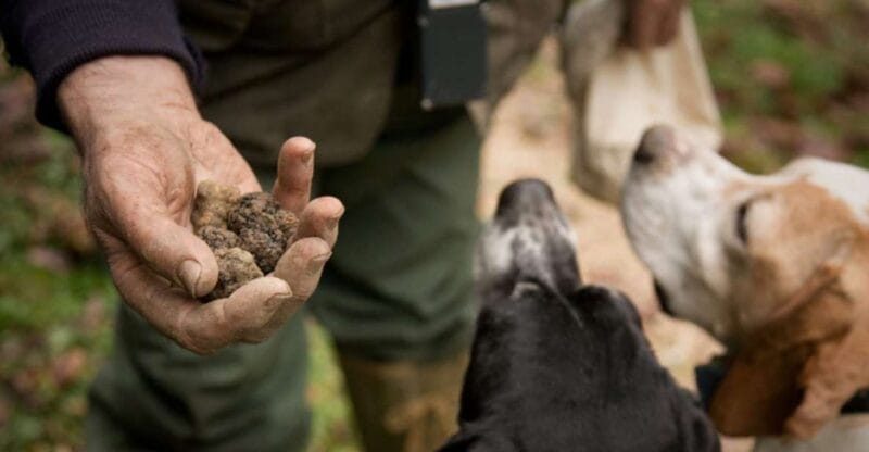 San Miniato: Truffle Hunting in The Tuscan Countryside - Introduction to Truffle Hunting and Tuscanys Hidden Gems