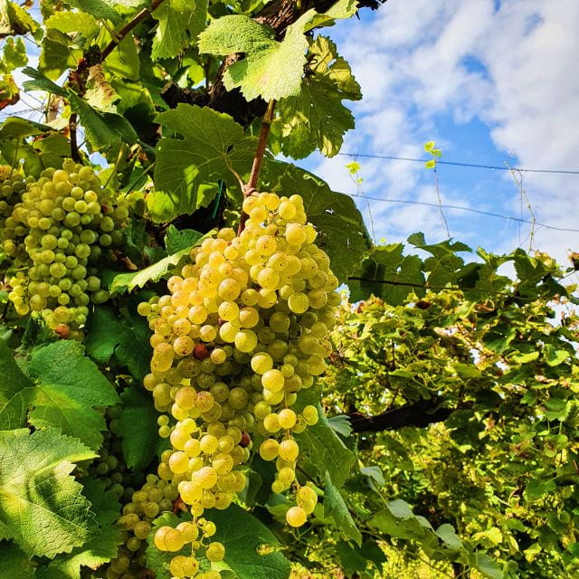 San Pietro di Feletto: Vineyard Tour with Cellar Visit - Key Points / Takeaways