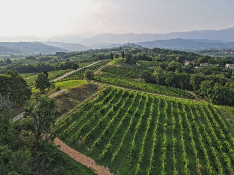 San Pietro di Feletto: Vineyard Tour with Cellar Visit - Final Thoughts: Who Should Book This Experience?