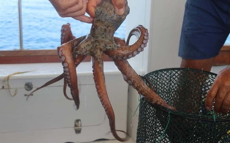 San Teodoro: Fishing trip and lunch with fresh catch and diving among the islands - Price and Value: What’s the Real Cost?