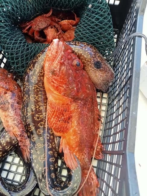 San Teodoro: Fishing trip and lunch with fresh catch and diving among the islands - Practical Tips for Your Day on the Sea