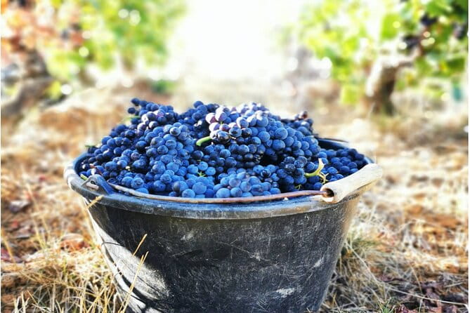 Sancerre Private Wine Tour with 10 Tastings and Lunch from Paris - Who Is This Tour Best For?