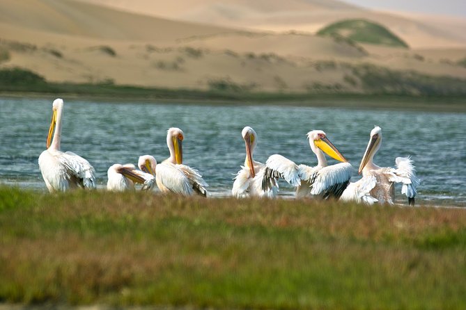 Sandwich Harbour Half-Day 4x4 Tour (5 Hours) From Walvis Bay - Dietary Requirements and Bookings