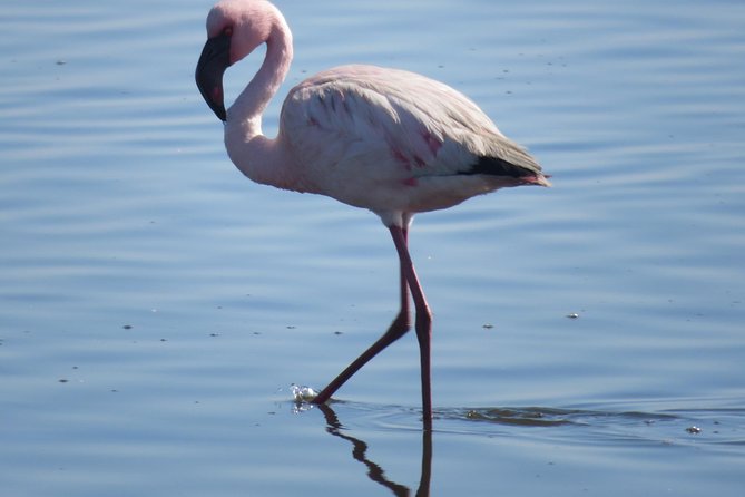 Sandwich Harbour Tour - Pelgrim Tours - Accessibility and Requirements