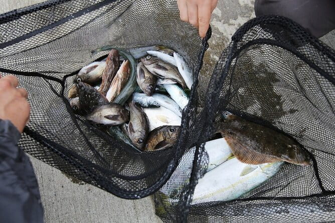 Sanriku Geopark Fishing Industry Field Trip - Experiencing the Beauty of the Sanriku Coastline