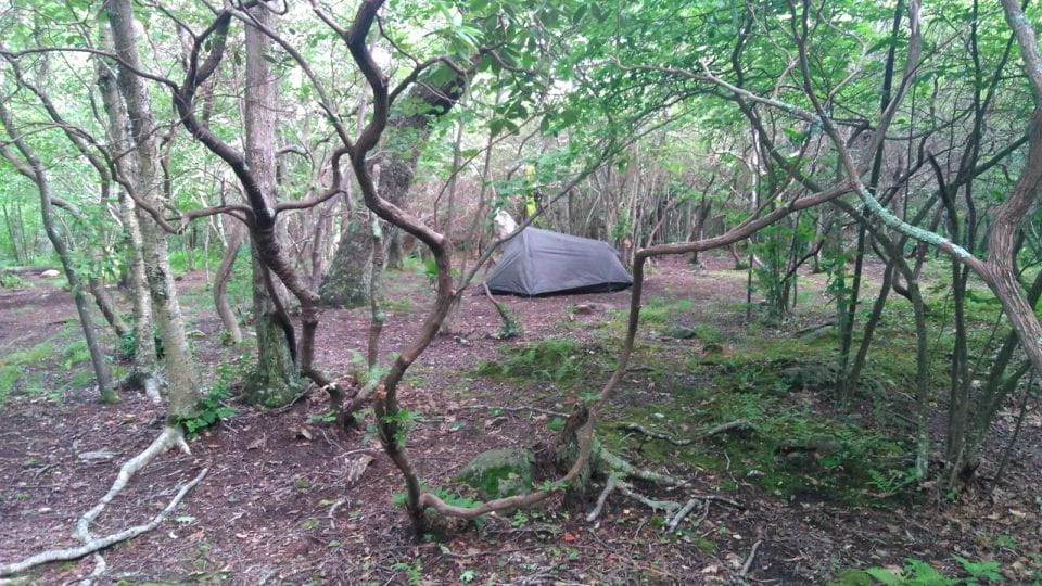 Santa Cruz De Tenerife: 2-Hour Hiking Tour in Anaga Forest - Preparation Tips for Hikers