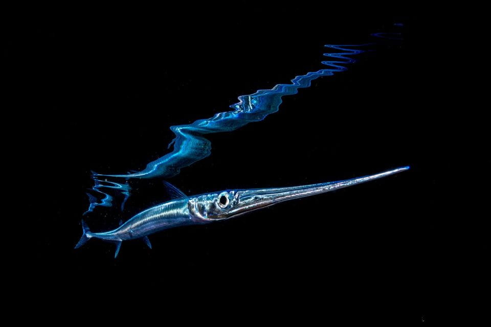 Santa Cruz De Tenerife: Nocturnal Life Guided Night Dive - Instructor and Certification