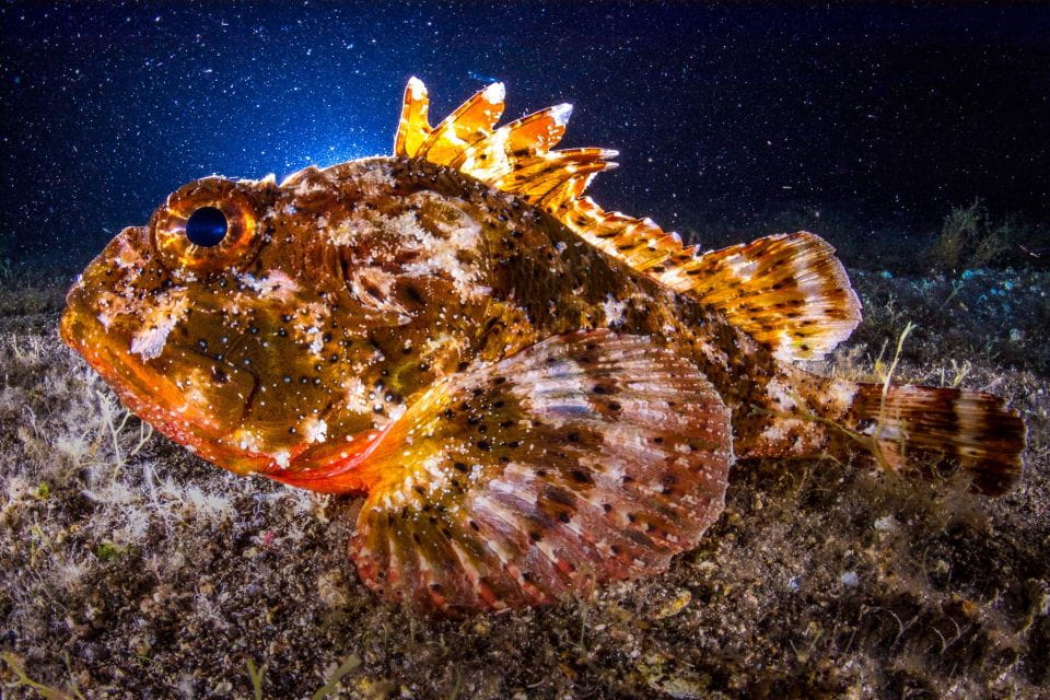Santa Cruz De Tenerife: Nocturnal Life Guided Night Dive - Price and Duration