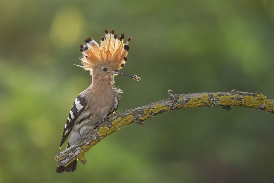 Santa Cruz De Tenerife: Palmetum Entry Ticket - Key Points