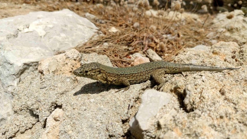 Santa Ponta/Peguera: Dragonera Island Cruise With Swim Stop - What to Bring