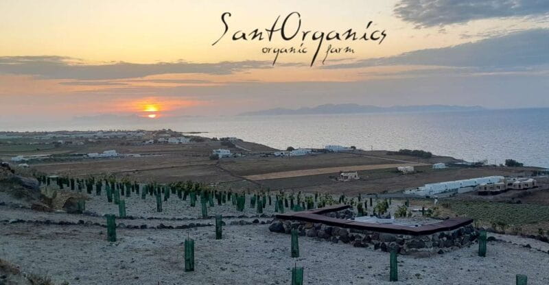 Santorini: Private Agri-Educational Visit to an Organic Farm - Exploring Santorini’s Organic Farm: What to Expect