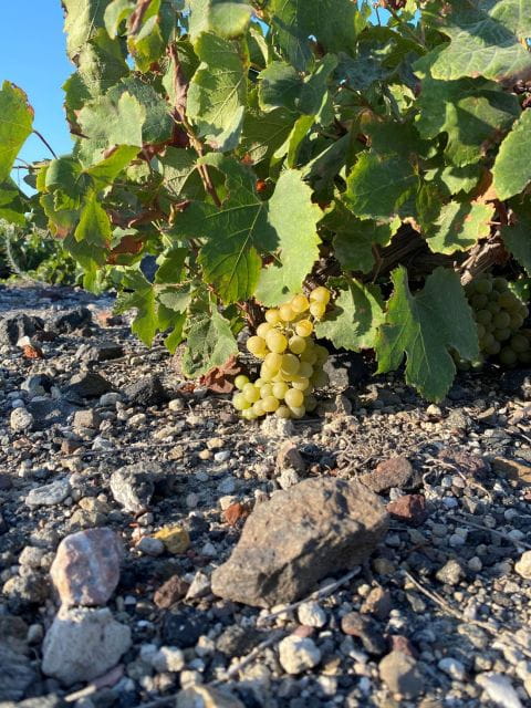 Santorini Private Wine Tour for Wine Enthusiasts - Tour Details