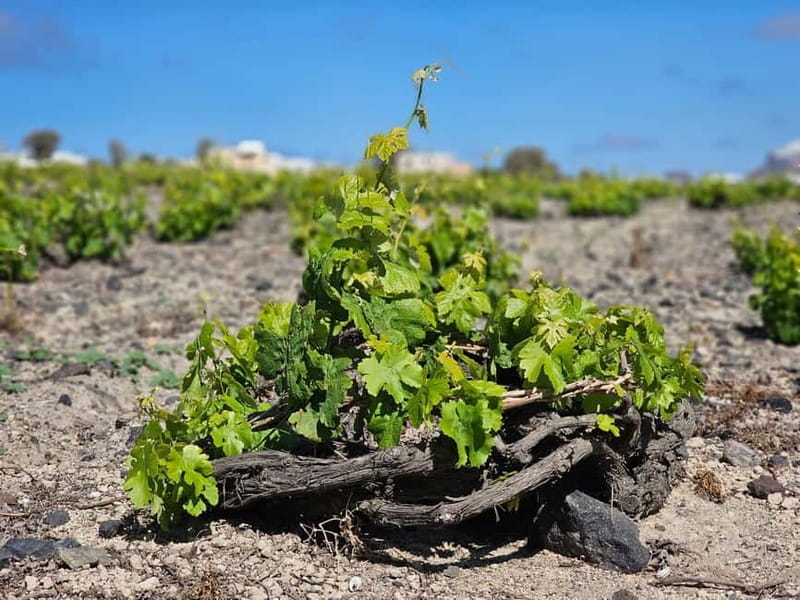 Santorini: Shared Wine Tasting and Culinary Experience - Why This Tour Offers Great Value