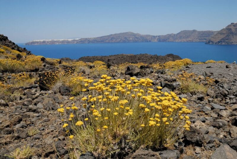 Santorini: Thirassia Islands and Volcano Guided Cruise - FAQ – Your Practical Questions Answered