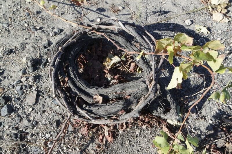 Santorini: Vegan Wine Tasting Private Tour - Key points / Takeaways