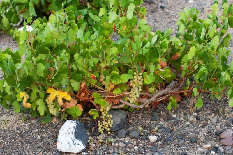 Santorini: Vegan Wine Tasting Private Tour - Who should consider booking this?