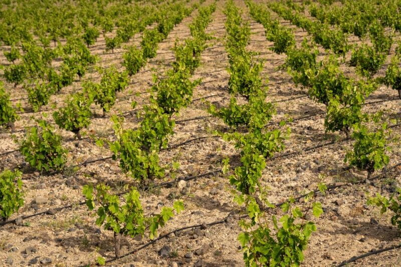 Santorini: Wine O' Clock - Wine Tasting Private Tour - A Taste of Santorini: Wine O’ Clock Private Tour