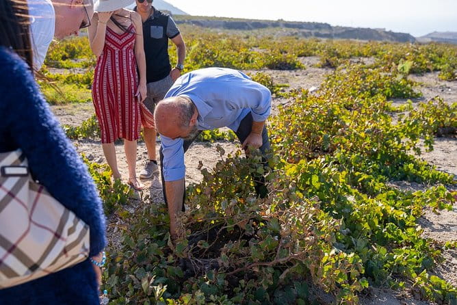 Santorini Wine Roads Tour with Wine Tastings Morning & Sunset - What to Expect From the Tour