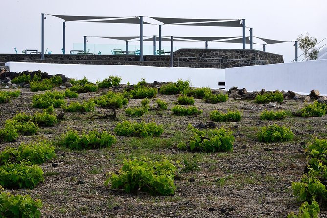 Santorini Wine Tasting and Sunset Getaway Small Group Tour - Intimate Winery Visits and Tastings