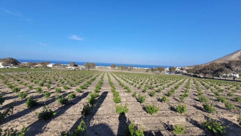 Santorini: Wine tasting in 3 Wineries and a Greek Meal group - Exploring the Santorini Wine & Food Tour in Detail