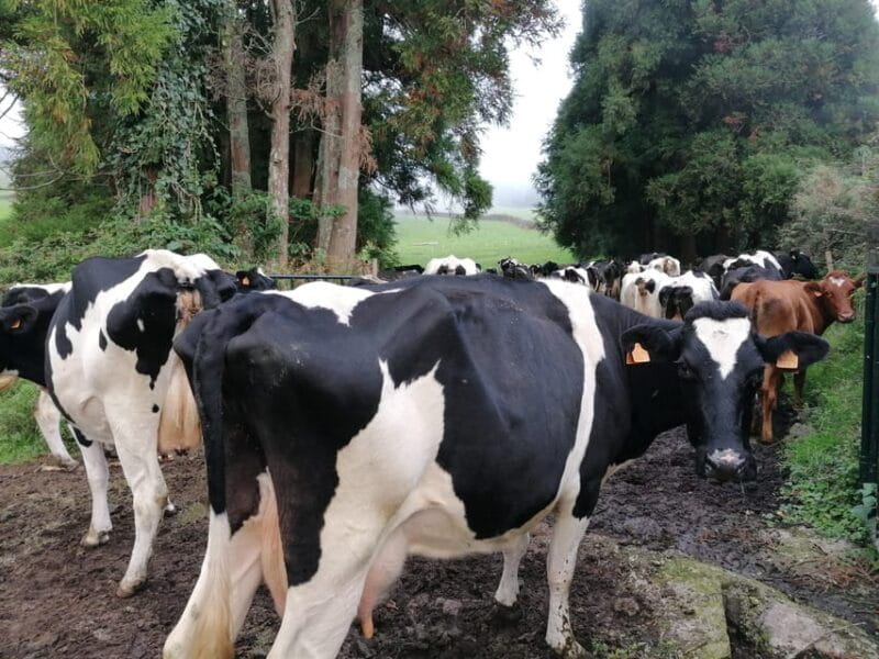 Sao Jorge Cheese Tour - Half day - Exploring the Cheese-making Journey on São Jorge