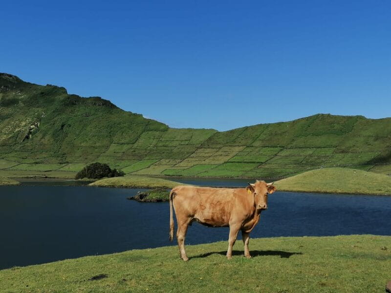 Sao Jorge Cheese Tour - Half day - Logistics and Practical Details