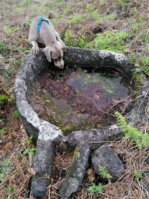 São Jorge: Fajã Camping and Hiking Tour - Final Thoughts