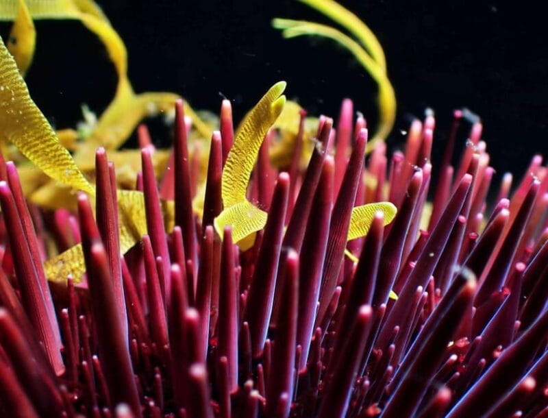 São Jorge: Scuba Diving - 2 Dives (Half Day) - Price and Value: Is It Worth It?