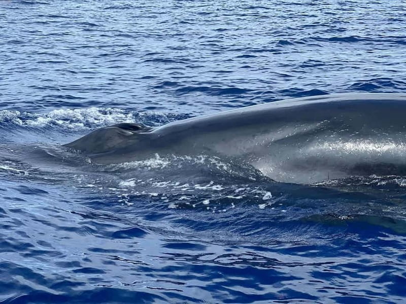 São Miguel, Azores: Whale and Dolphin Watching Tour - Why This Tour Is a Great Choice for Travelers