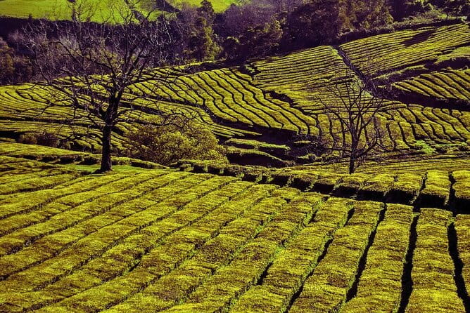 São Miguel: Majestic North Tour (Local Lunch Incl.) - Exploring the North of São Miguel: A Detailed Journey