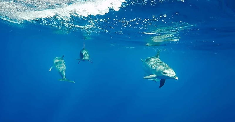 São Miguel: Swim with Wild Dolphins in the Open Ocean - Who Will Love This Tour?