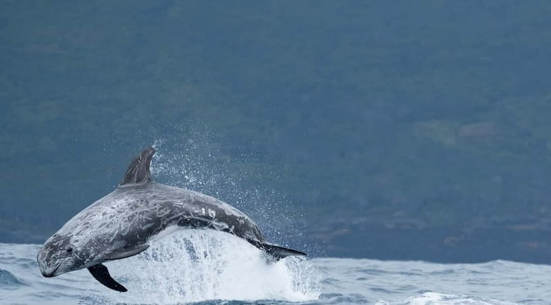 São Miguel: Swim with Wild Dolphins in the Open Ocean - Practical Tips for Your Dolphin Swim