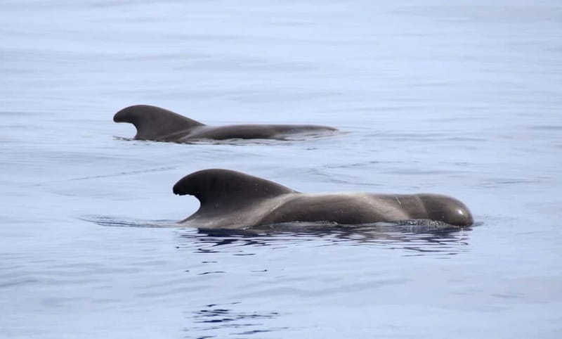São Miguel: Swim with Wild Dolphins in the Open Ocean - FAQ