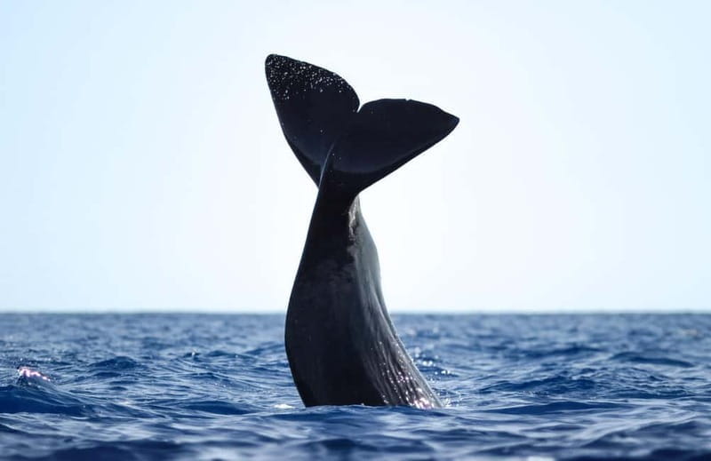 São Miguel: Whale-Watching Cruise with Marine Biologist - What To Expect When You Book