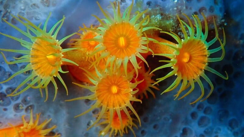 Sardinia, La Maddalena Archipelago: First Dive Experience - The Sum Up