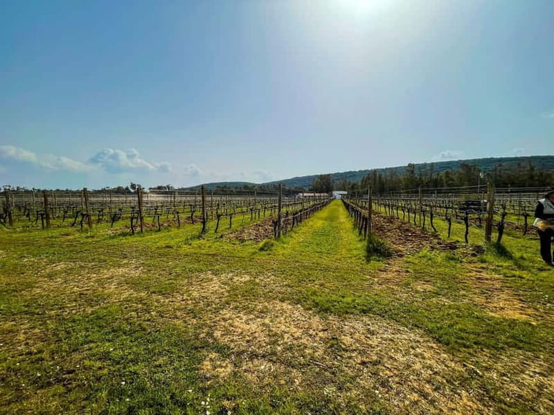 Sardinia: Wine Tasting and Nuragic Village Tour in Alghero - Key points / Takeaways