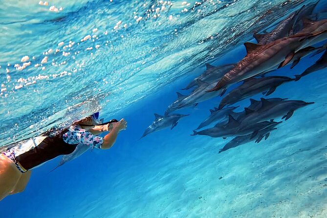 Sataya Dolphin House Snorkel Trip - Marsa Alam - Accessibility and Participation Requirements
