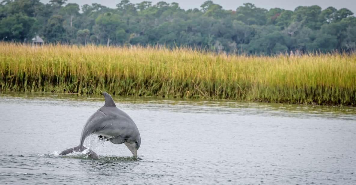 Savannah: Dolphin Spotting and Wildlife Eco Cruise - Experience Highlights
