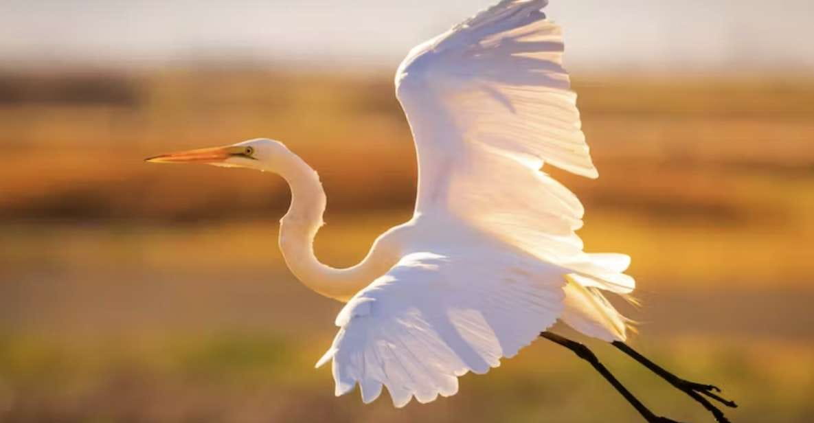 Savannah: Sunset Dolphin Watching Eco Tour by Boat - Tour Details