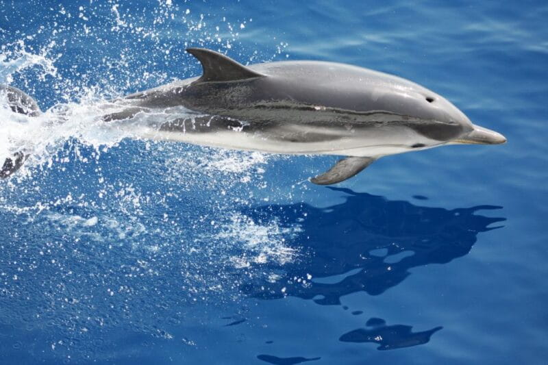 Savona: Pelagos Sanctuary Guided Cetacean Watching Tour - The Sum Up: The Perfect Marine Encounter for Curious Travelers