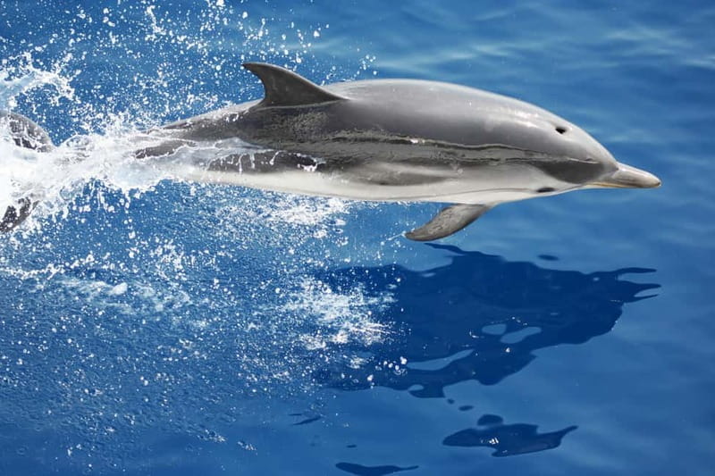Savona: Pelagos Sanctuary Guided Cetacean Watching Tour - Frequently Asked Questions