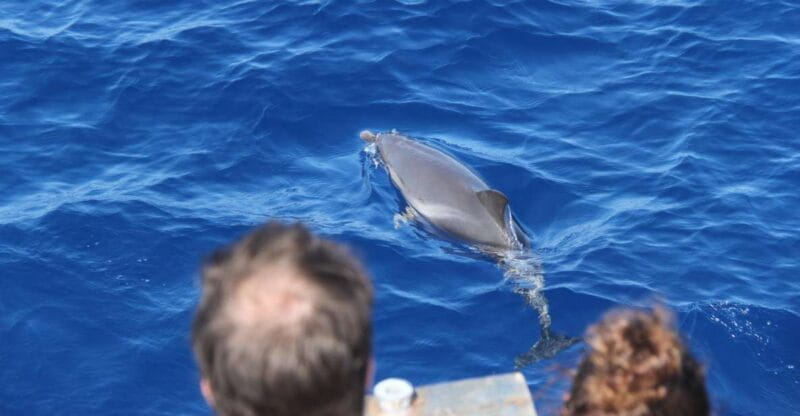 Savona: Pelagos Sanctuary Wildlife Cruise with Guide - Exploring the Marine World of Liguria: A Closer Look at the Savona Wildlife Cruise
