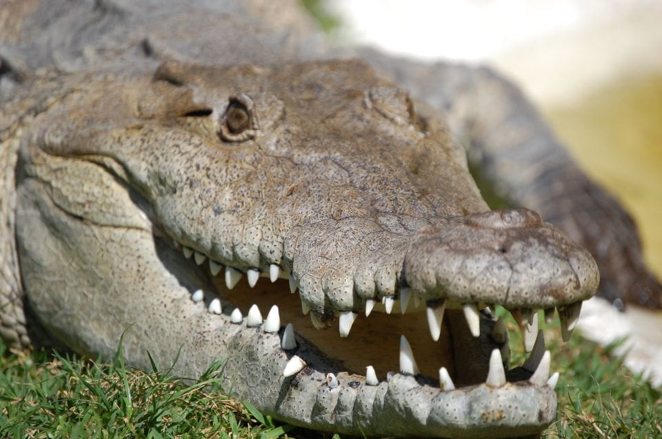 Sawgrass Park: Private 1-Hour Airboat Adventure Tour - Alligator and Reptile Exhibit