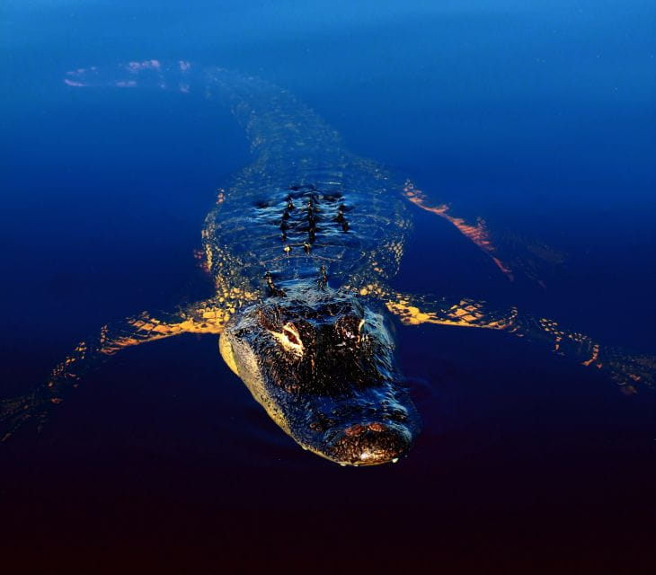 Sawgrass Park: Private 1-Hour Airboat Adventure Tour - Meeting Point and Directions