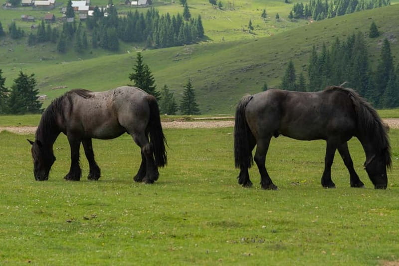 Scarisoara-World greatest Ice cave: one day tour from Oradea - Who Will Love This Tour?