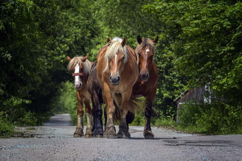 Scarisoara-World greatest Ice cave: one day tour from Oradea - What to Expect: The Good and the Not-So-Good