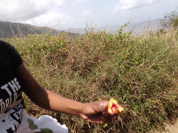 Scenic Blue Mountain Hike From Kingston - Overview