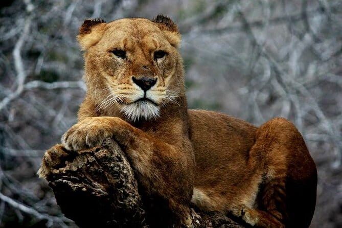 Scenic Day Tour of Hakone and Mount Fuji Private Tour (English) - Inclusions and Exclusions