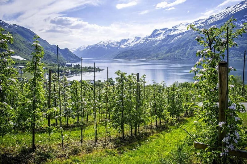 Scenic Hardanger Fjord, Waterfalls, and Orchards Day Trip - Who Would Enjoy This Tour?